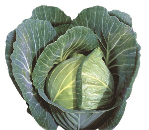 CABBAGE-GLORIA